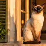 Duquesa