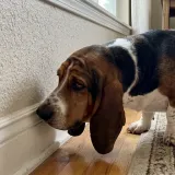 Sherlock Woof